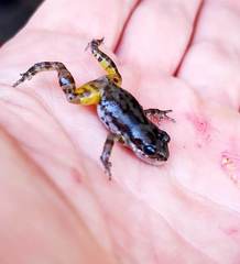 Eleutherodactylus nitidus