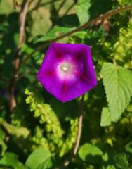 Ipomoea purpurea