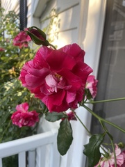 Rosa