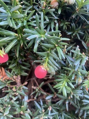 Taxus