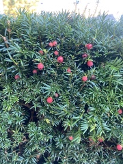Taxus