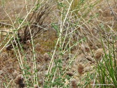 Adenocarpus complicatus