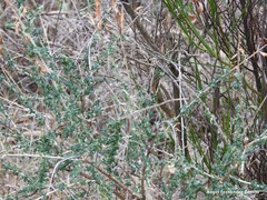 Adenocarpus complicatus