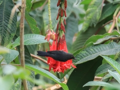 Diglossa albilatera