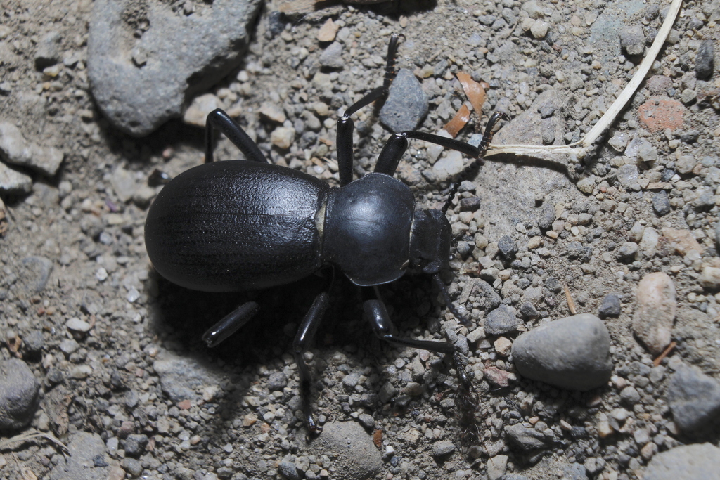 California Broadnecked Darkling Beetle from Central Okanagan, British
