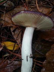 Russula capensis