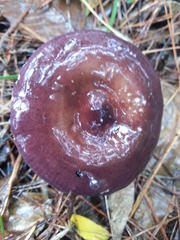 Russula capensis