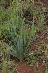 Bulbine narcissifolia