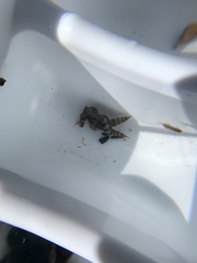 Athericidae
