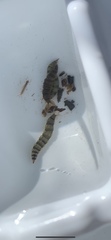 Athericidae