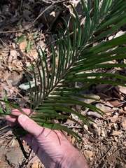 Macrozamia lucida