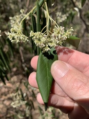 Pomaderris argyrophylla