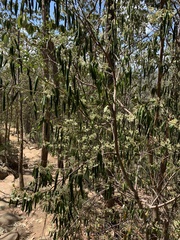 Pomaderris argyrophylla