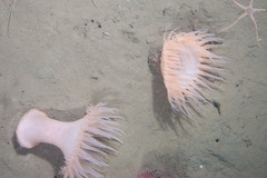 Actinostola callosa