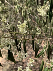 Pomaderris argyrophylla
