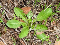 Taraxacum obovatum