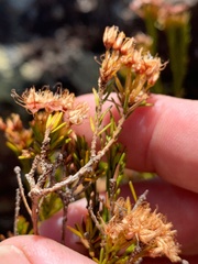 Calytrix tetragona