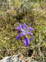 Moraea macrocarpa