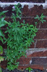 Medicago sativa sativa