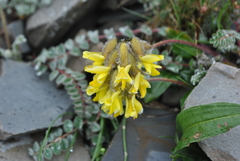 Astragalus yunnanensis