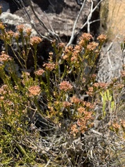 Calytrix tetragona