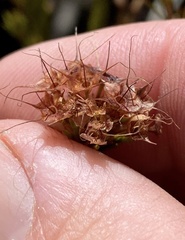 Calytrix tetragona