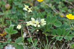 Tibetia tongolensis