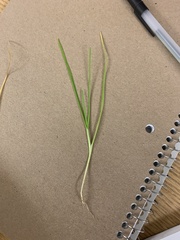 Anthosachne kingiana multiflora