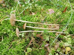 Phaeonematoloma myosotis