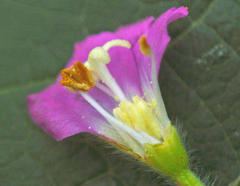 Epilobium