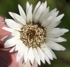 Gerbera piloselloides