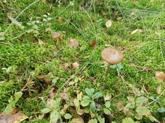 Phaeonematoloma myosotis