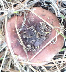 Russula sardonia image