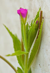Epilobium