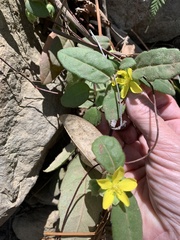 Hibbertia dentata