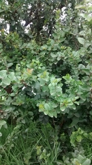 Xylosma spiculifera