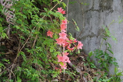 Rhododendron