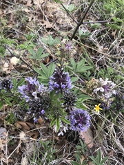 Pediomelum cuspidatum