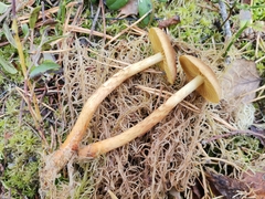 Cortinarius bataillei