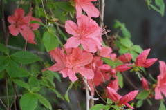 Rhododendron