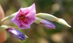 Gladiolus gueinzii