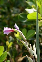 Gladiolus gueinzii
