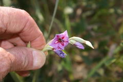 Gladiolus gueinzii