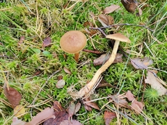 Cortinarius bataillei