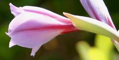 Gladiolus gueinzii