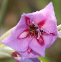 Gladiolus gueinzii