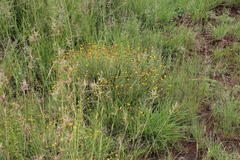 Pentzia globosa