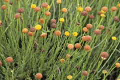 Pentzia globosa