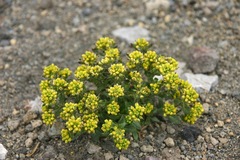 Draba jorullensis
