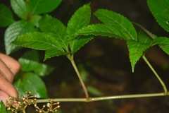 Cissus elongata
